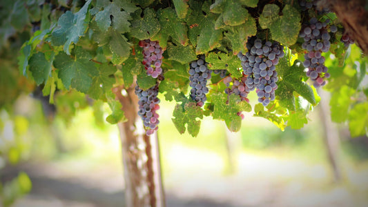 Grapes